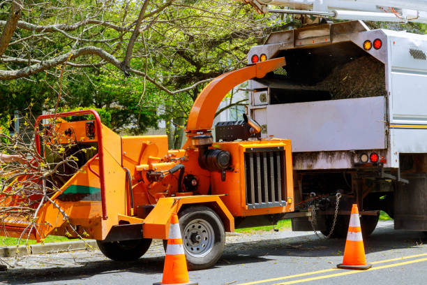 The Steps Involved in Our Tree Care Process in Cedartown, GA